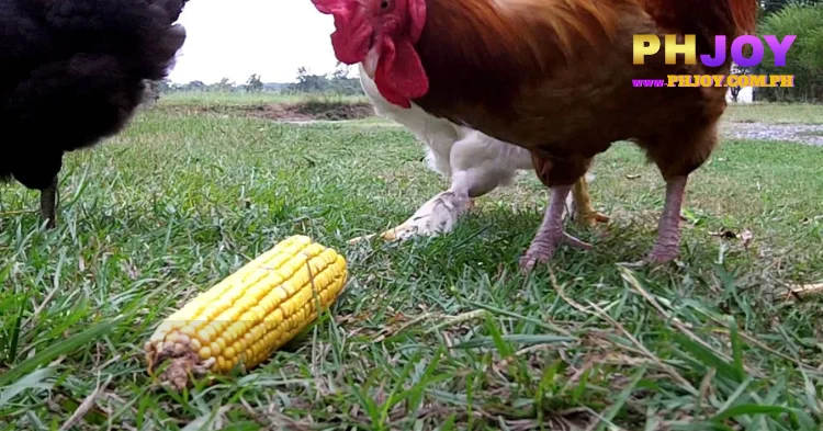 Should Fighting Roosters Eat Corn?